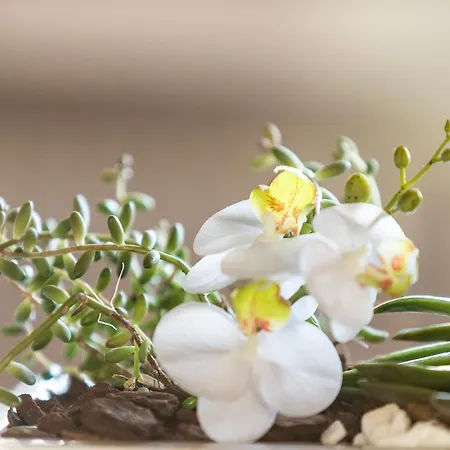 Orselina - Small Luxury Hotel Muralto