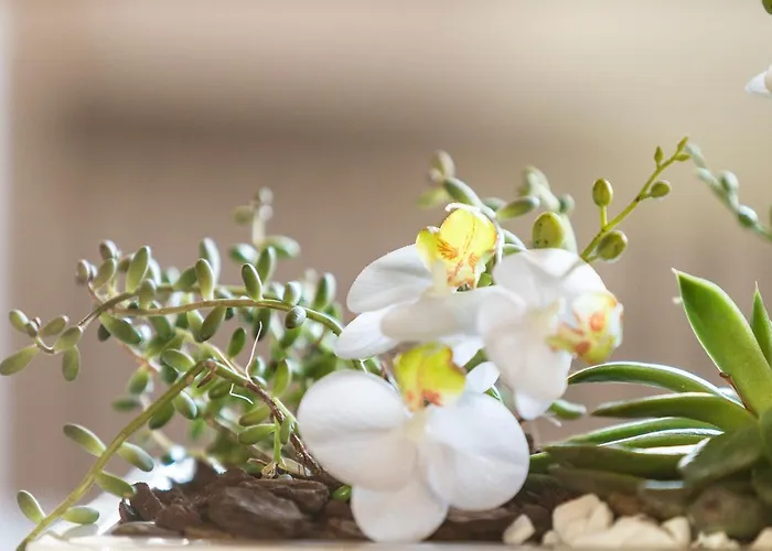 Orselina - Small Luxury Hotel Muralto